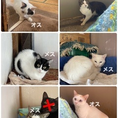 ⑤【多頭飼育崩壊】譲渡に関しまして - 茂原市