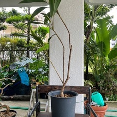 [観葉植物]コルジリネダーミナスドリーマー