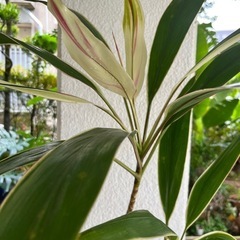[観葉植物]コルジリネダーミナスドリーマーの画像