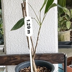 [観葉植物]コルジリネダーミナスドリーマーの画像