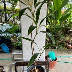 [観葉植物]コルジリネダーミナスドリーマーの画像