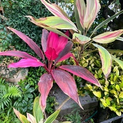 [観葉植物]コルジリネダーミナスドリーマーの画像