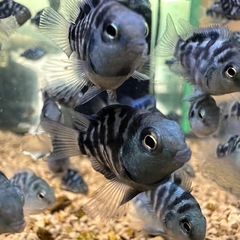 熱帯魚 ブルータイガーパロット3㎝前後1匹200円10匹以上で1匹150