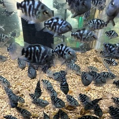 ブルータイガー パロット 4-6cm 1匹 東京倉庫出荷 熱帯魚