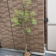 オリーブの木 ネバディロブランコ 170cm 観葉植物
　