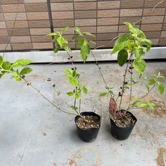 ピンク色の実　ムラサキシキブの苗2つ