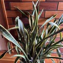 観葉植物　サンスベリアの画像