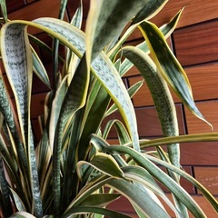 観葉植物　サンスベリアの画像