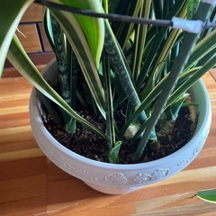 観葉植物　サンスベリアの画像