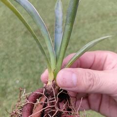 珍種　カルネロサーナ１苗の画像