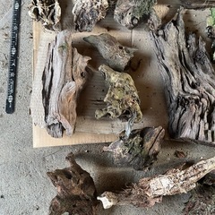 中古流木15点の画像