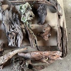 中古流木15点の画像