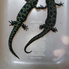 マダライモリ ペア