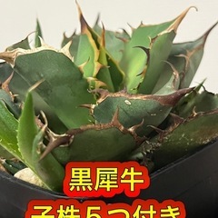 黒犀牛　狂戦士　アガベ　チタノタ　子株5つ付き　ビザールプランツ...