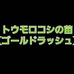 No.115【苗】ジューシーで極甘‼️⑩トウモロコシの苗【ゴール...