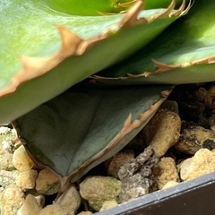 アガベ　チタノタブルー実生　オテロイ　実生　オアハカ　美株　青葉　多肉植物　ビザールプランツの画像