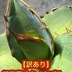 ランキングキーワードに紐づく投稿画像-多肉植物