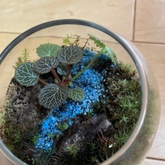 　ガラスケース　苔テラリウム　　の画像