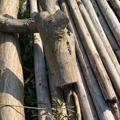 生木や枝、廃材等！薪木にいかがですか？の画像