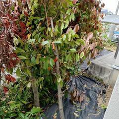 3メートル以下の木を伐採しました。捨てますがほしい方いますか？