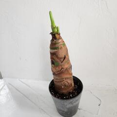 クワズイモ