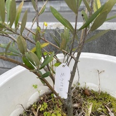 モライオロオリーブの画像