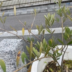 モライオロオリーブの画像