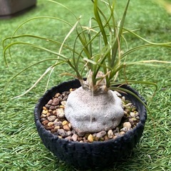 とっくりらん　植物　多肉植物の画像