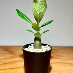 珍種！ジブリ感あるぷっくり幹！砂漠の薔薇と呼ばれる観葉植物の画像