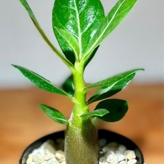 珍種！ジブリ感あるぷっくり幹！砂漠の薔薇と呼ばれる観葉植物の画像