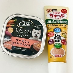 犬　ウェットフード