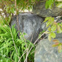 庭石・欲しい方が見えれば差し上げます！1個推定70㎏～1t前後の石まであります！の画像