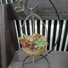 多肉植物　寄せ植え