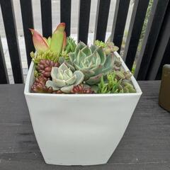 多肉植物　寄せ植え　2　