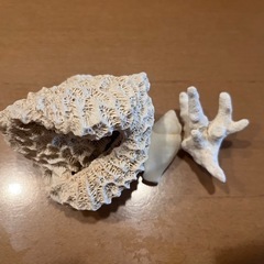 貝殻　3つ