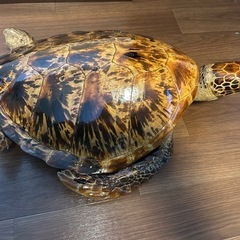 亀の置物の画像