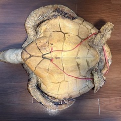 亀の置物の画像