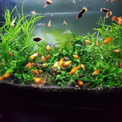 室内水槽用水草Aセットの画像