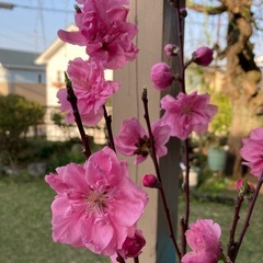 花桃　照手桃
