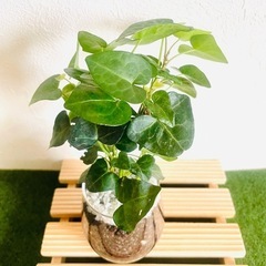 へデラ　ハートへデラ　観葉植物　ハイドロカルチャーの画像