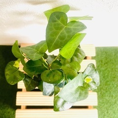 へデラ　ハートへデラ　観葉植物　ハイドロカルチャーの画像