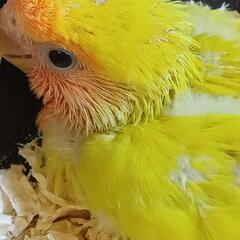 コザクラインコ　4./22 ゴールデンチェリー