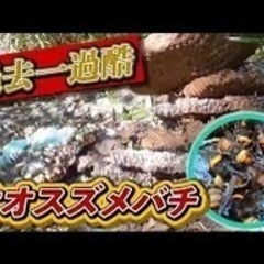 【大分県】業務委託　蜂駆除作業員募集