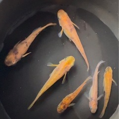 ①🌟1匹50円🌟赤虎めだか🌈成魚