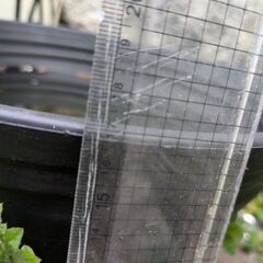 メダカと睡蓮鉢セットの画像