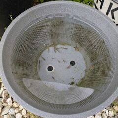 ミックスメダカと睡蓮鉢セット
