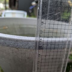 ミックスメダカと睡蓮鉢セットの画像