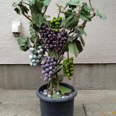 造葡萄鉢