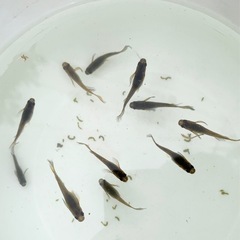 サタン黄ヒレ 12匹の画像