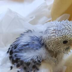 セキセイインコ　パイド　4/22更新